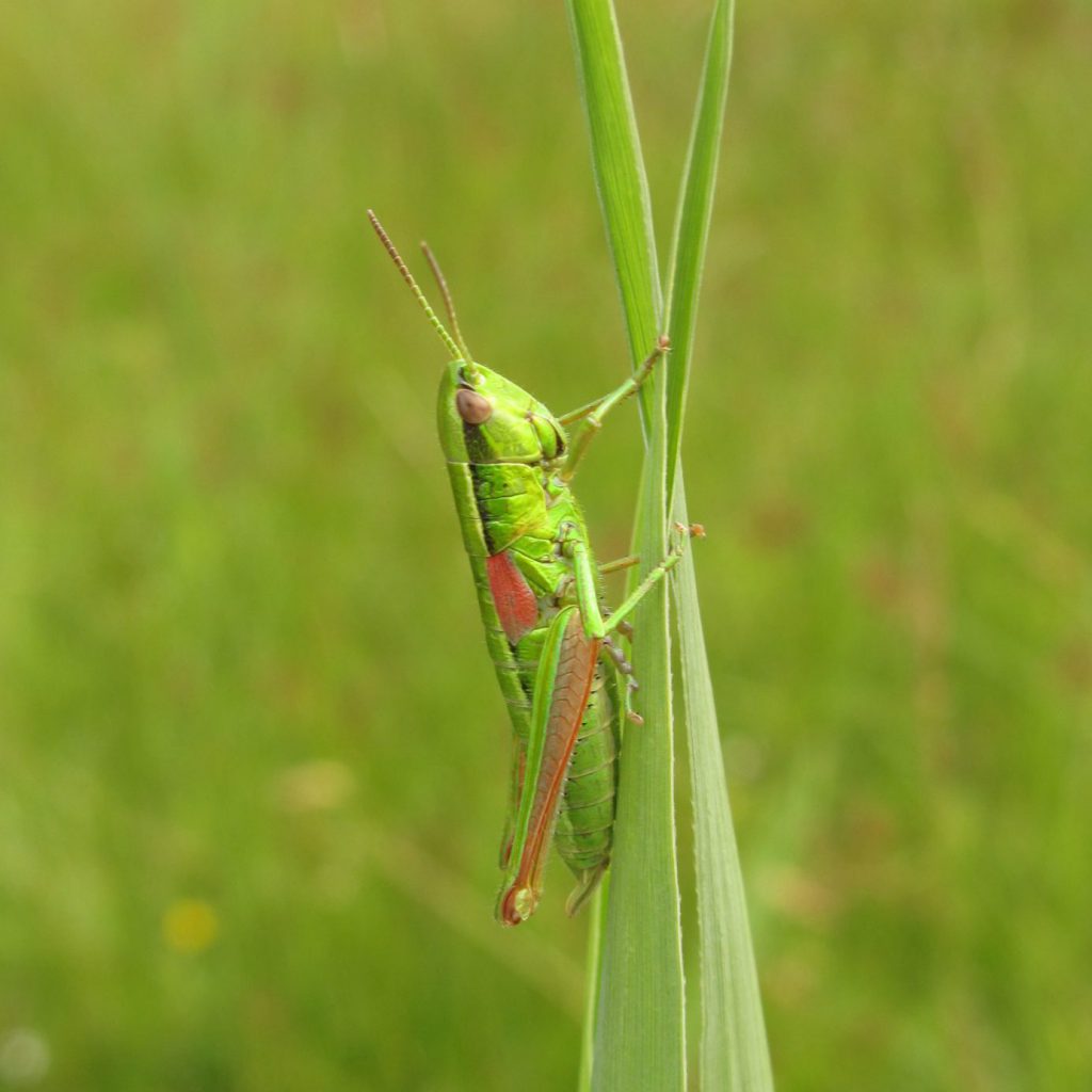 Kleine Goldschrecke