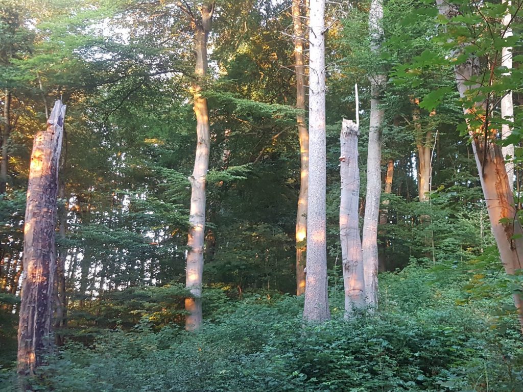 Strukturerfassung Fledermäuse Mischwald