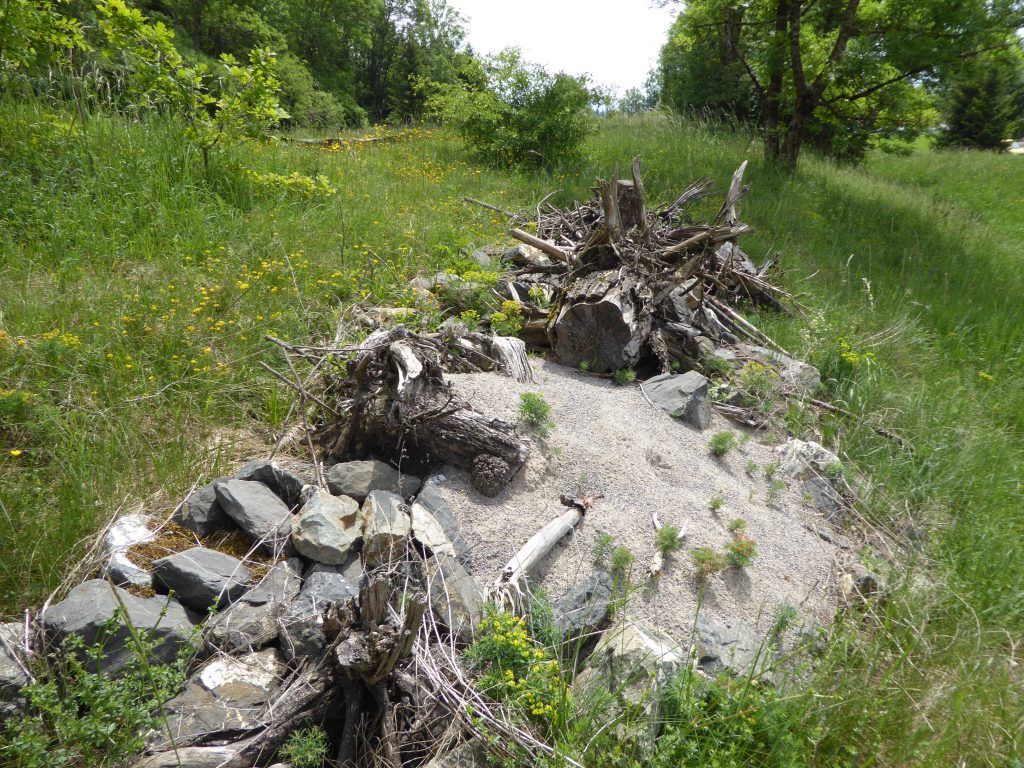 Habitatstruktur Zauneidechsen