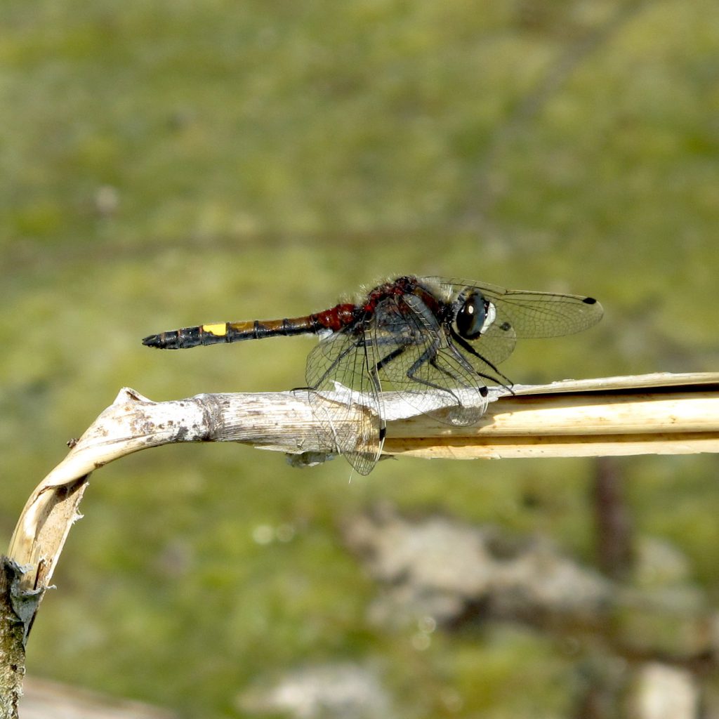 Leucorrhinia pectoralis