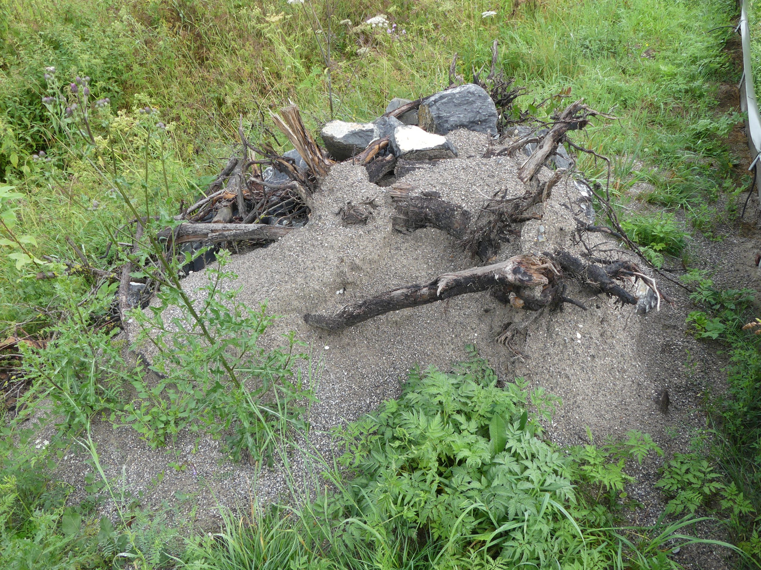 Habitatstruktur Zauneidechse